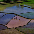 Thumb_madagascar ricefields grabbed by ioc